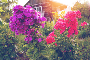 .phlox against the background of greenery and country barn