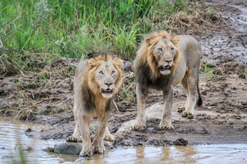Two big male Lions at the water.