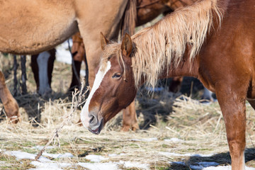 Naklejka na ściany i meble a horse in a pasture in winter