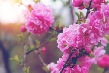 Cherry blossom or Sakura flower