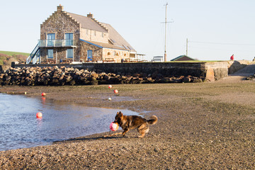 Dog on the beach at Newport Pembrokeshire, Wales