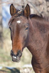 Obraz premium a horse in a pasture in winter