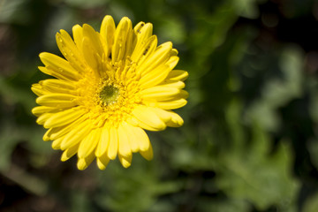 Gerbera jamesonii in garden Compositae flower