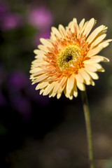 Gerbera jamesonii in garden Compositae flower