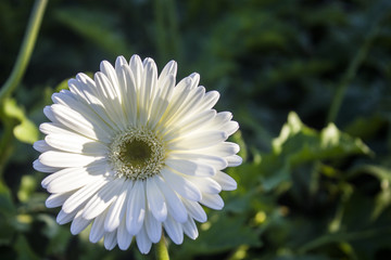 Obraz premium Gerbera jamesonii in garden Compositae flower