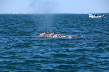 Fototapeta premium Whale Watching- Baja California