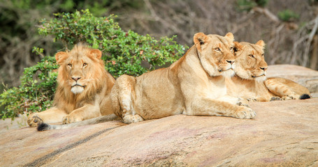 Lions laying on rocks.