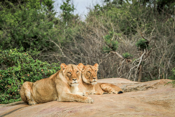 Lions laying on rocks.