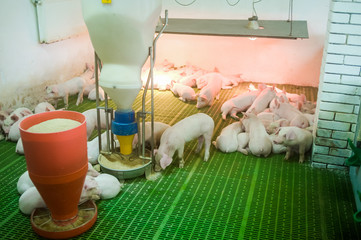 Pig farm. Little piglets