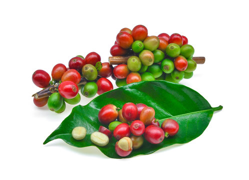 coffee beans with green coffee leaves isolated on white backgrou