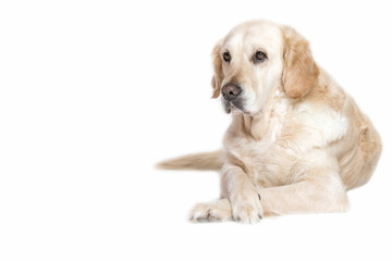 Lovely Golden Retriever Dog is lying with its front paws crossed. Isolated on the white background.