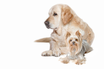 Golden Retriever and Yorkshire Terrier Dog lying isolated on the white background.