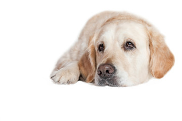 Closeup view of the head of the Golden Retriever Dog lying on the white background.