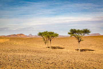 Fototapeta na wymiar Typical landscape of southern Morocco.