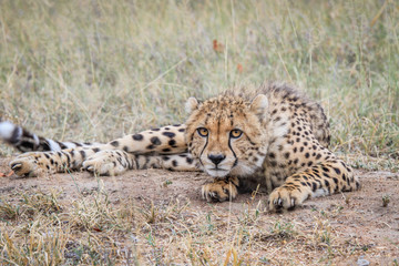 Cheetah starring at the camera.