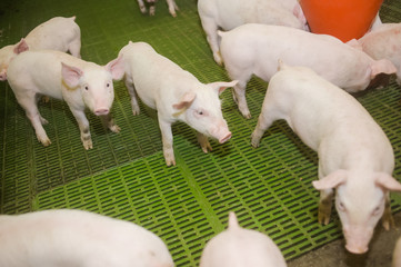 Pig farm. Little piglets
