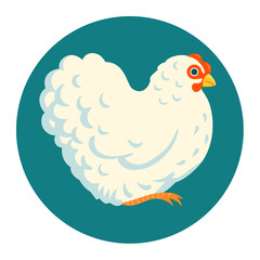 White fluffy chicken vector illustration cartoon style