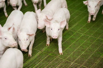 Pig farm. Little piglets