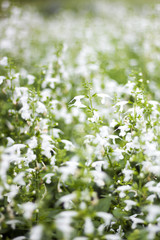 white Salvia flower in field