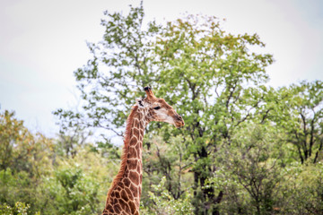 Giraffe starring at the camera.