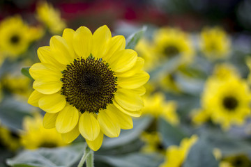 Fototapeta premium Sunflowers blooming in farm