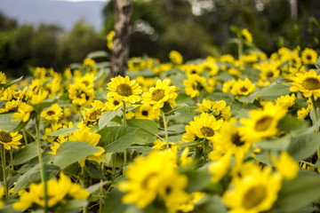 Sunflowers blooming in farm