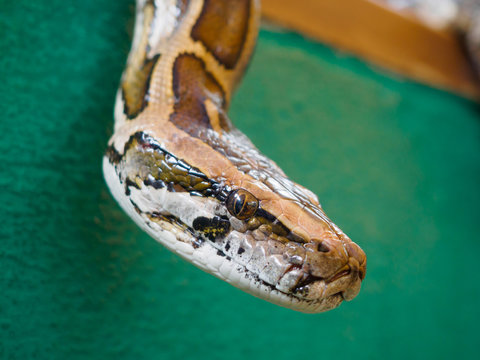 Close up head of Burmese python at Songkhla Thailand