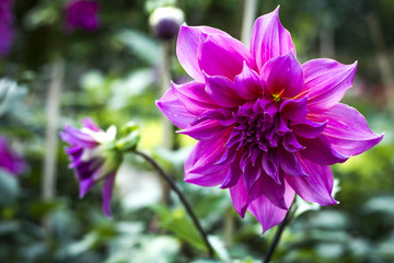 flowering and ornamental