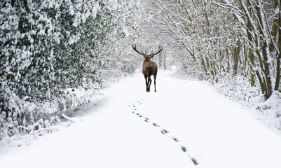Fototapeta premium Beautiful red deer stag in snow covered festive season Winter fo
