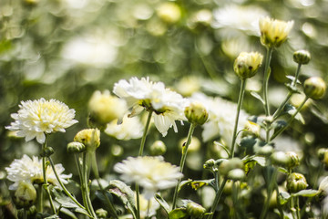 chrysanthemum flower