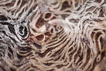 Details of the old oak 7