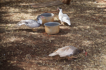 ducks