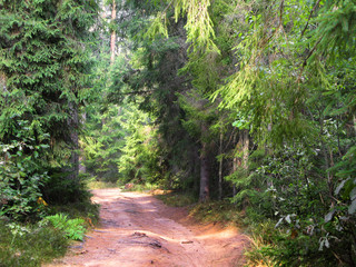 Road in the coniferous forest.