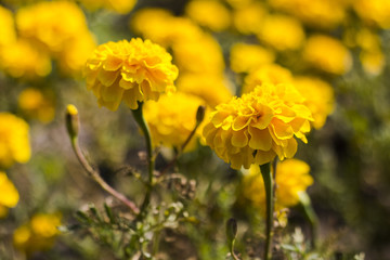 Marigold flower ,Marigold flower in the morning