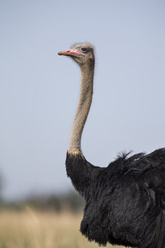 Ostrich close-up with blue sky in the background