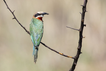 White fronted bee eater sitting on branch to hunt for insects