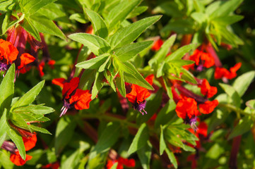 Obraz premium Cuphea green plant with red flowers