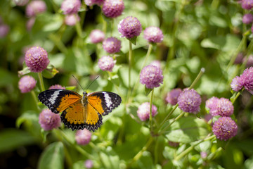 Butterfly Flowers , Globe amaranth

Image ID:542551651