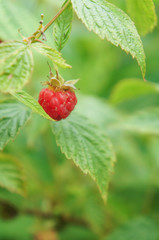 One red raspberry berry in garden