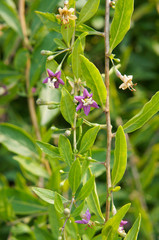 Lycium barbarum green plant with little purple flower