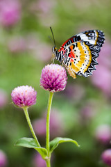 Obraz premium Butterfly Flowers , Globe amaranthImage ID:542551651