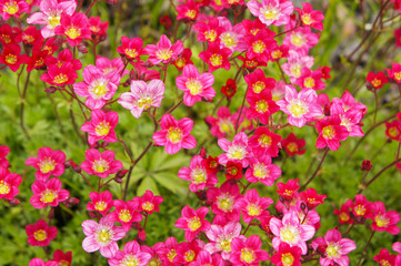 Fototapeta premium Many little pink flowers Saxifraga androsacea or Saxifraga x arendsii in green