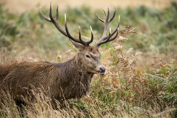 Majestic powerful red deer stag Cervus Elaphus in forest landsca © veneratio