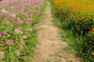 walking way soil ground inside flower pink and yellow