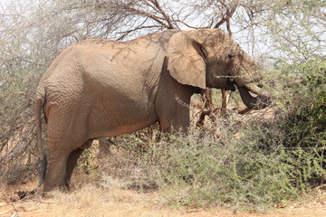 Fototapeta premium Elefante africano nella savana
