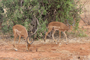 Due impala in Kenya