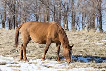 a horse in a pasture in winter
