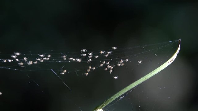 Come out of Nest. Macro lens used each spider is only 2mm long. 4k