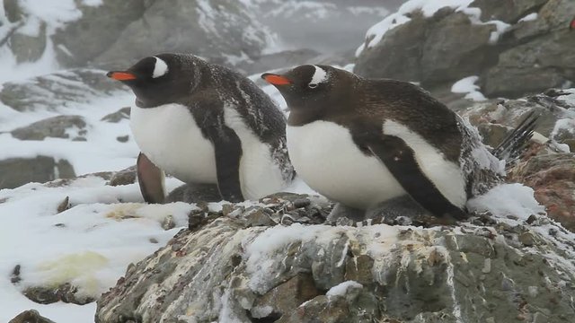 two female Gentoo penguins sitting on a nest in spring snowstorm