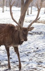 deer in the park in winter